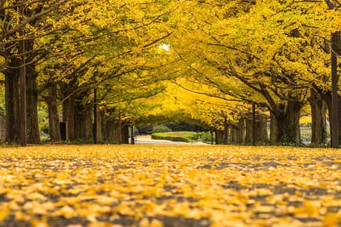 Autumn Foliage Festival & Autumn Night Stroll 2026