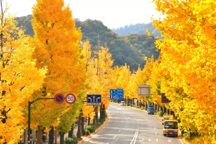 47th Hachioji Ginkgo Festival 2026